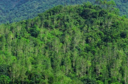 Iskele Mersinlik Forest is growing again