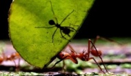 Striking research: Ants can smell cancer