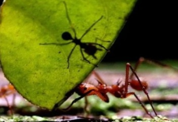 Striking research: Ants can smell cancer