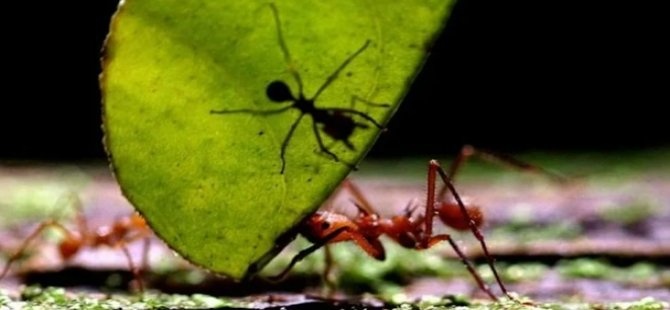 Striking research: Ants can smell cancer
