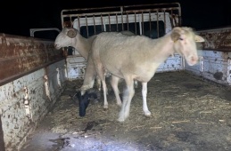 Animal theft in Iskele, 3 prisoners!